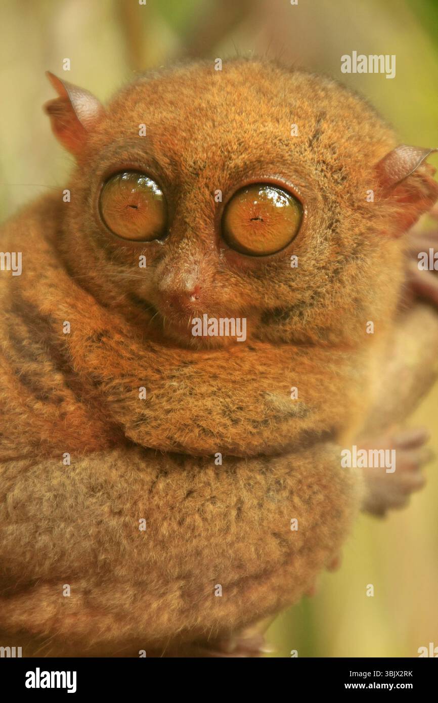 Tarsier sitting on a tree, Bohol island, Philippin Stock Photo - Alamy