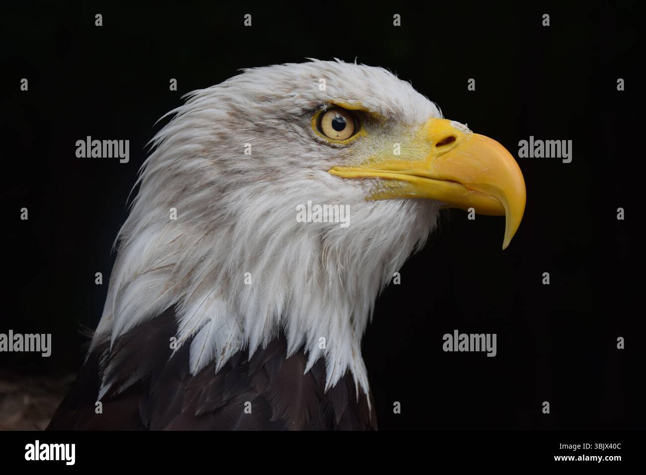 Bald eagle's portrait on dark background Stock Photo