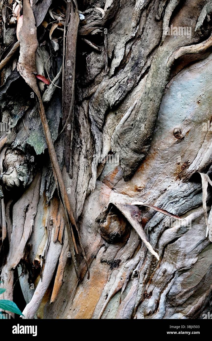 Eucalyptus varieties hi-res stock photography and images - Alamy