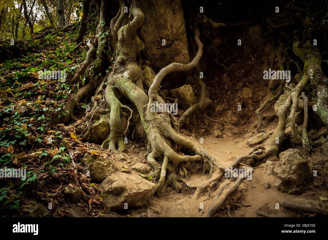 Roots of a tree in the forest Stock Photo - Alamy