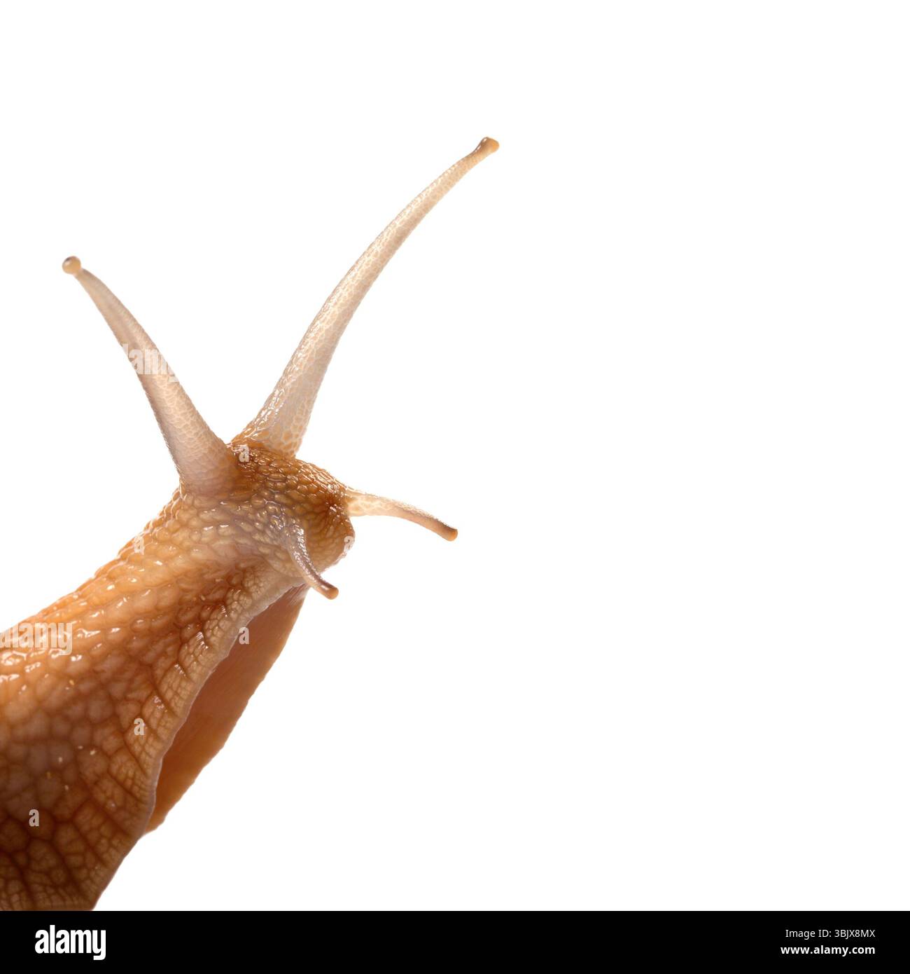 Snail isolated on white background Stock Photo