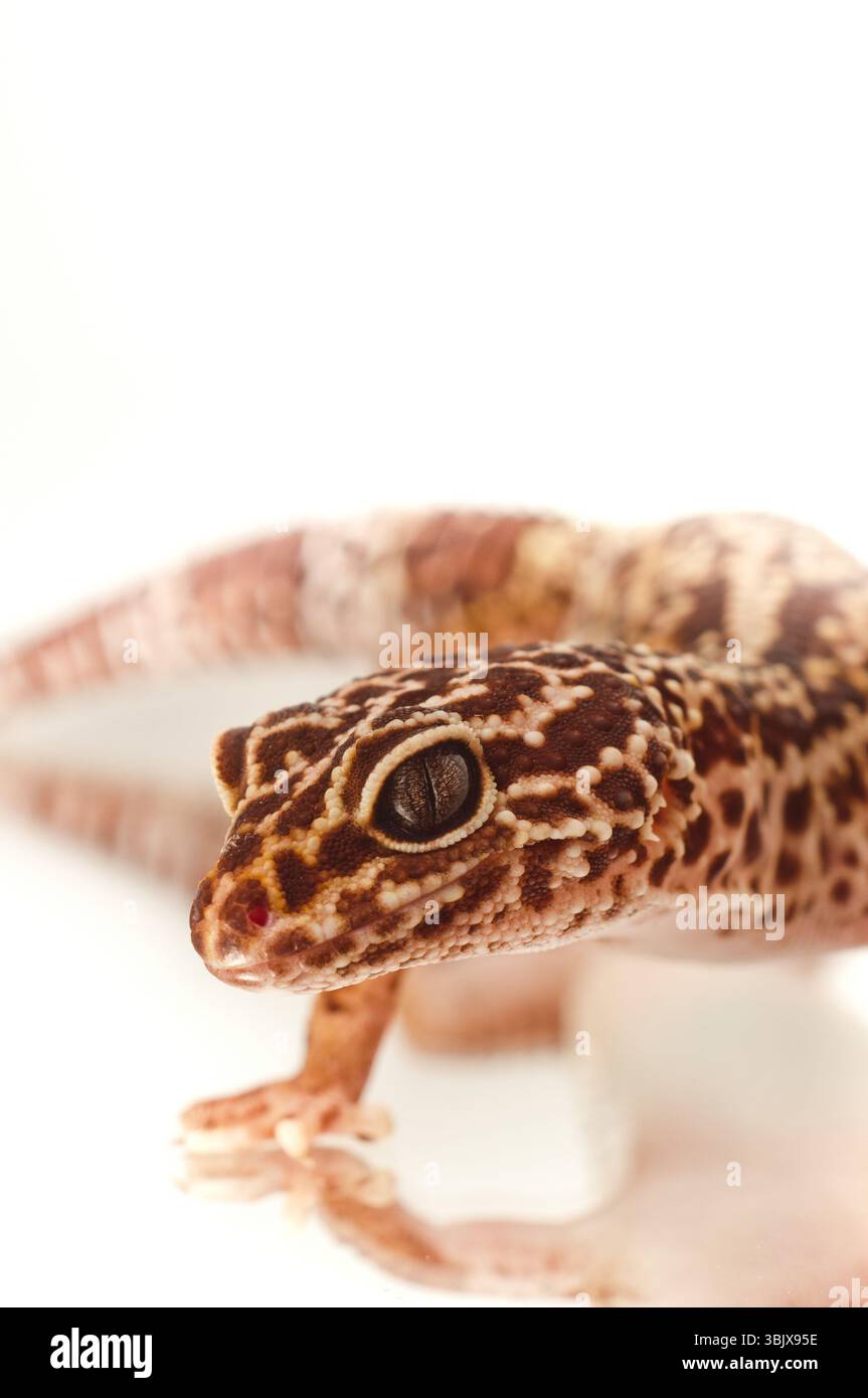 Young leopard gecko isolated on white Stock Photo