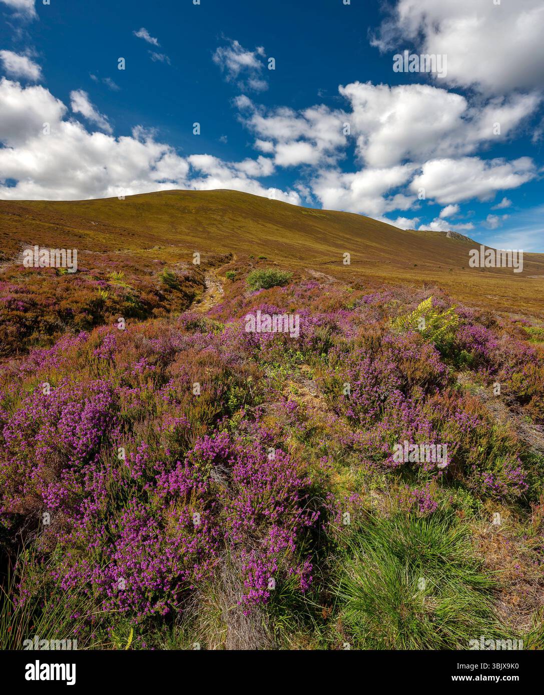A view in Summer on Ben Rinnes in Moray near Aberlour in North East ...