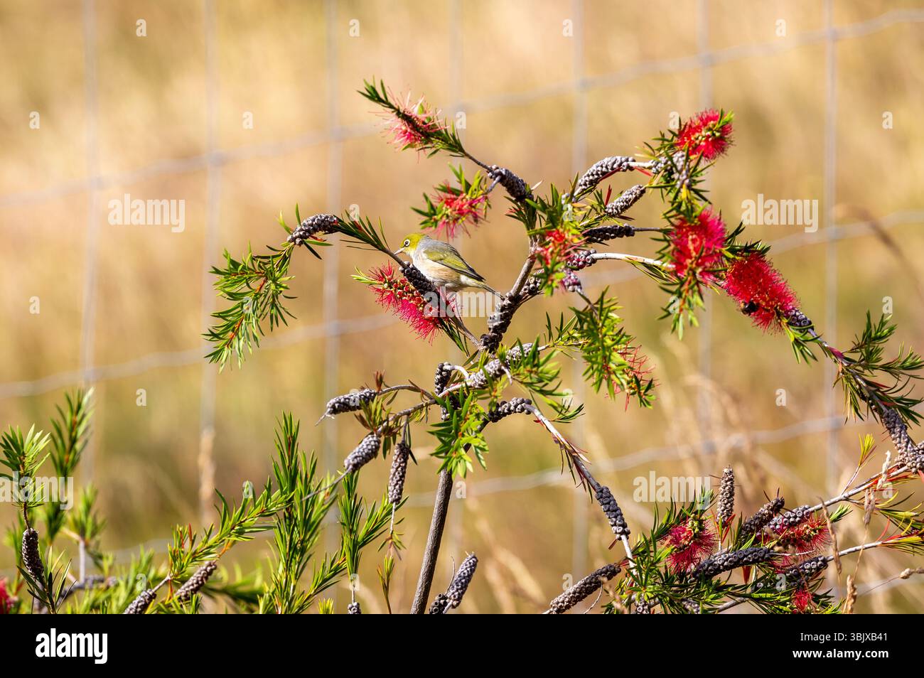 The silvereye or wax-eye, also known by its Māori name tauhou in a bottlebrush shrub, Queenstown, Otago, New Zealand Stock Photo