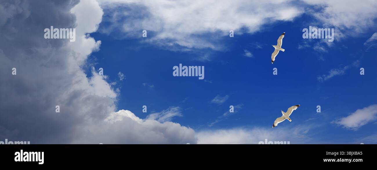 Panoramic view on two seagulls hover in sky with clouds Stock Photo