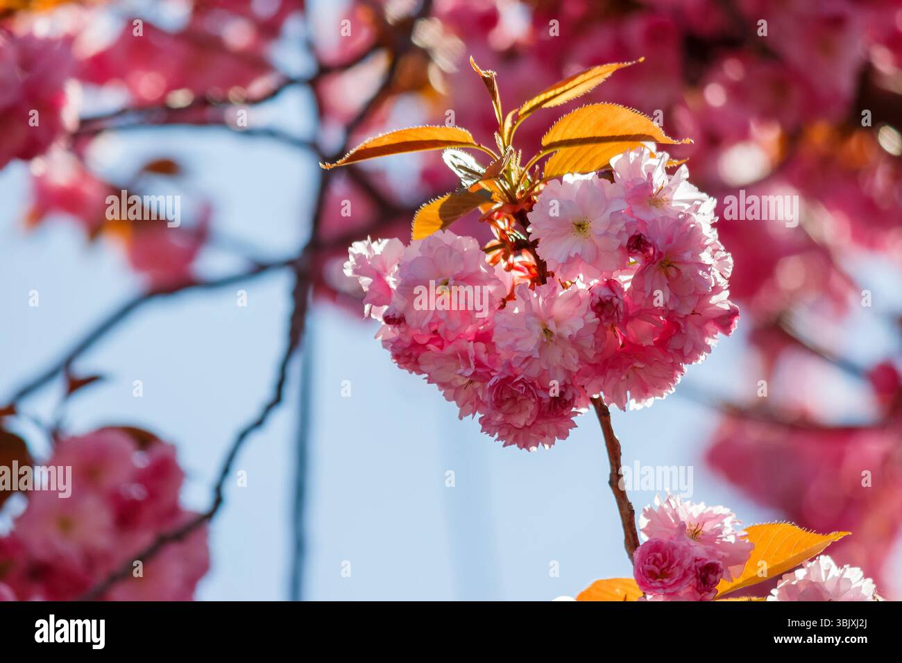 pink cherry blossom in spring. celebrating hanami in uzhhorod. shallow depth of field Stock Photo