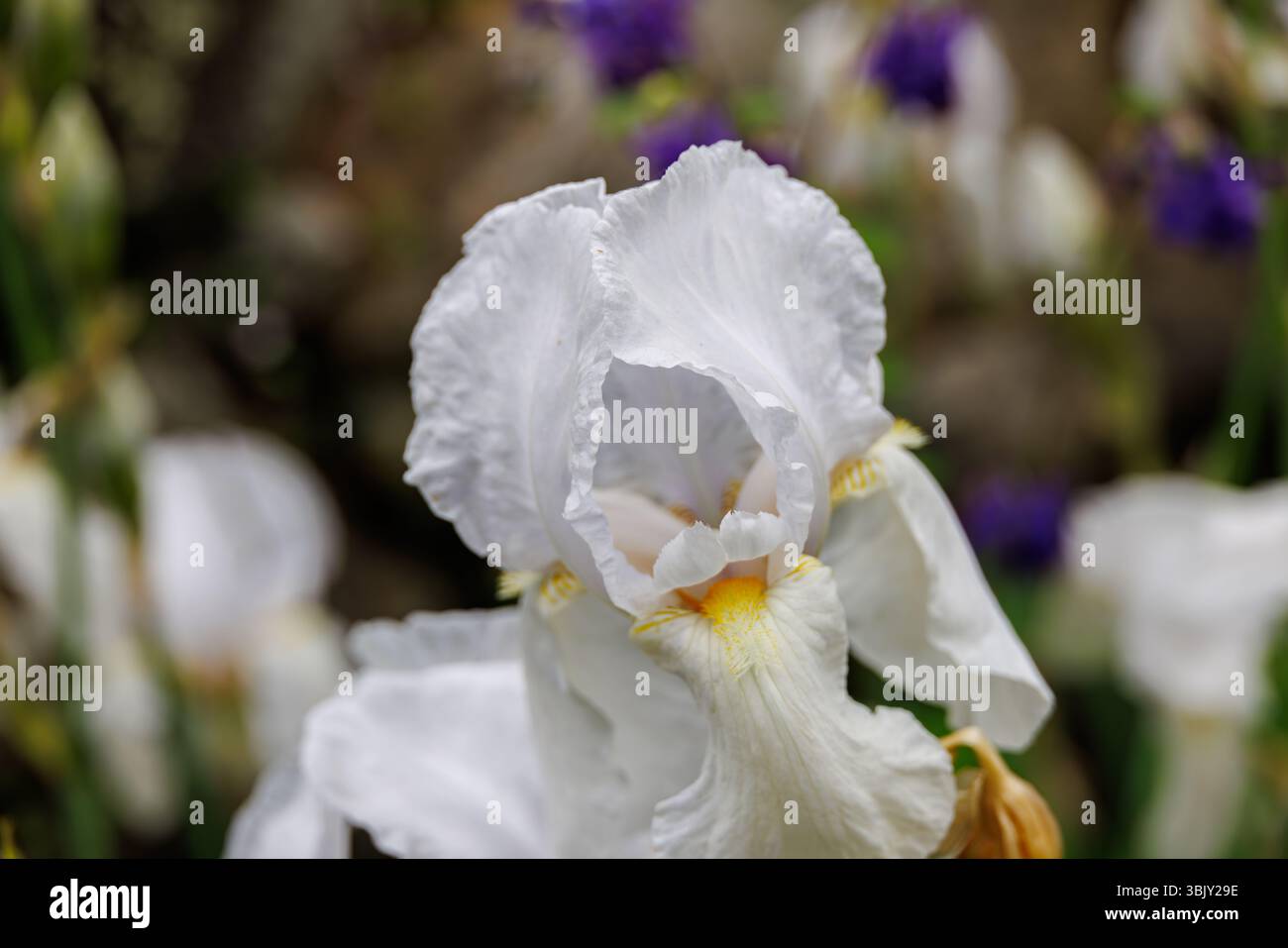Close-up of blooming white bearded iris with yellow throat, soft petals and blurred background of purple and white flowers in a garden setting, spring Stock Photo