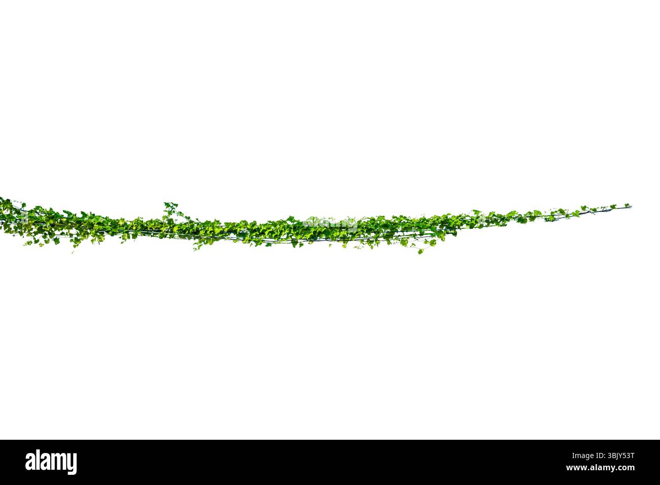vine frame leaf vine isolates on a white background Stock Photo