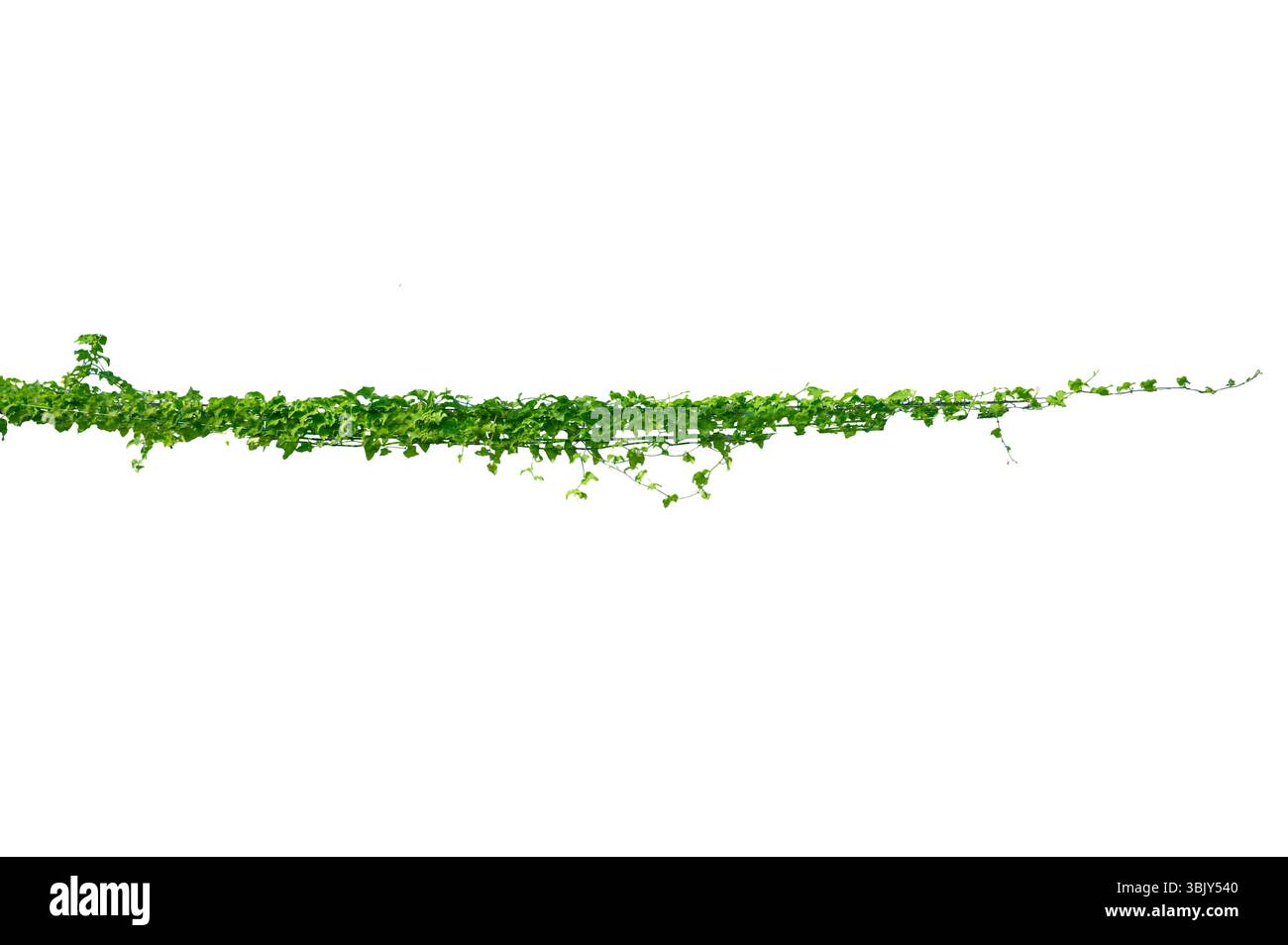 vine frame leaf vine isolates on a white background Stock Photo