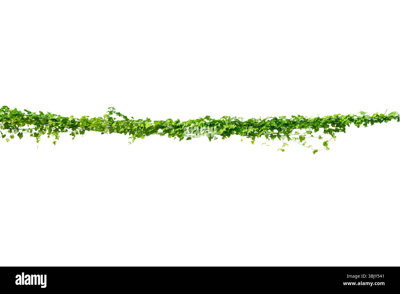 vine frame leaf vine isolates on a white background Stock Photo