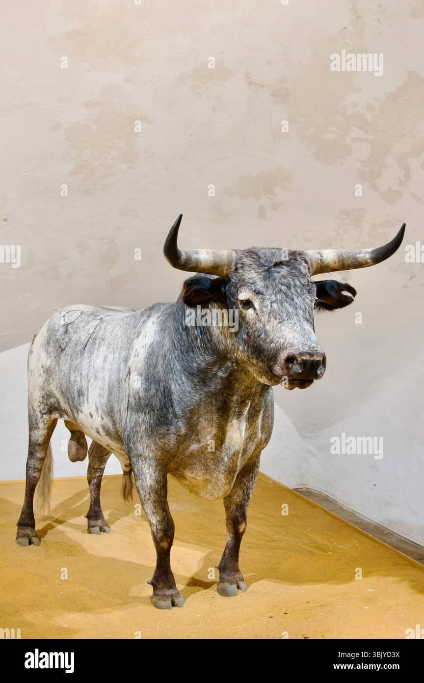 Display of a stuffed fighting bull Bos taurus named Trapero in the ...