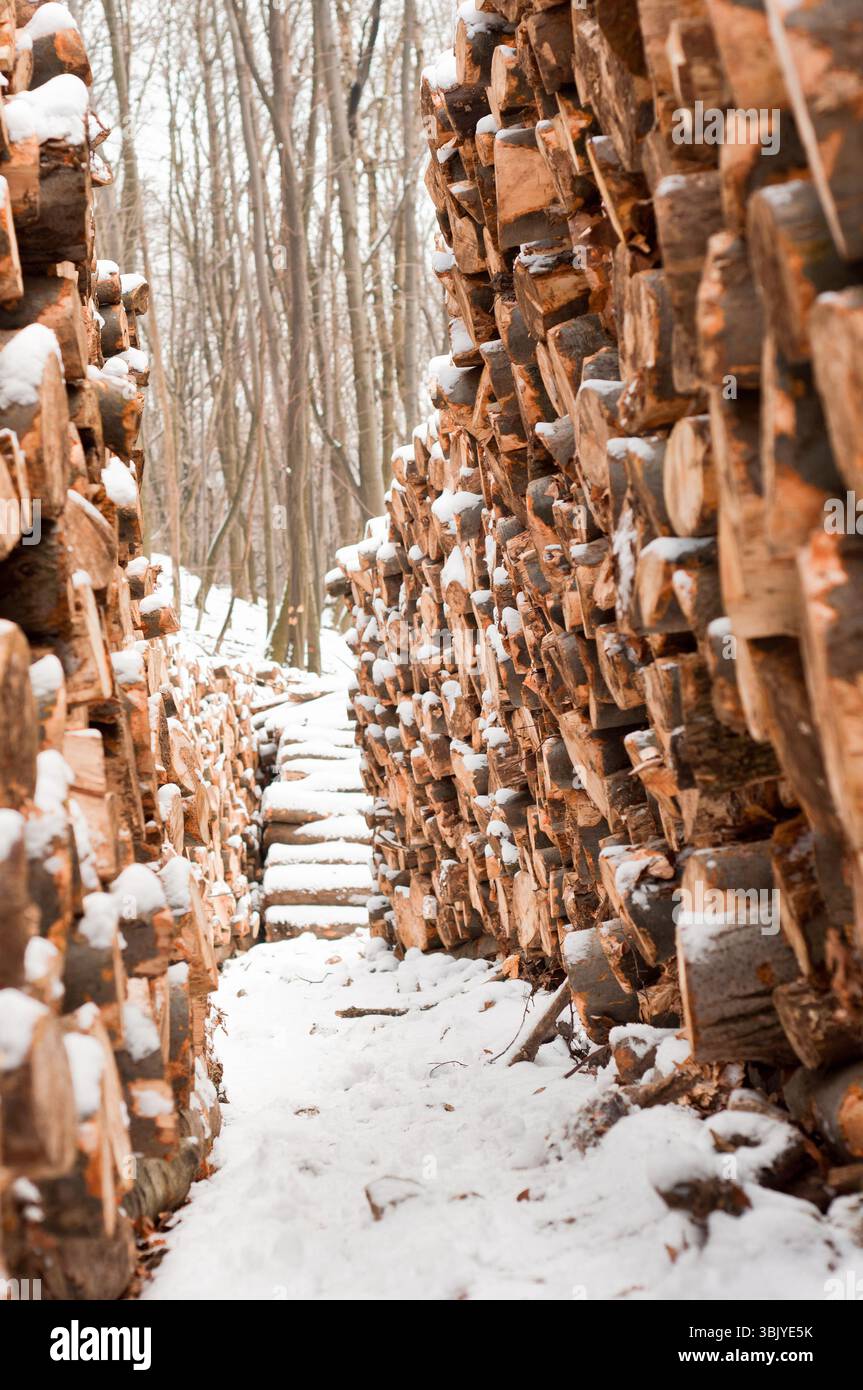 Wooden loges piled up covered by snow Stock Photo