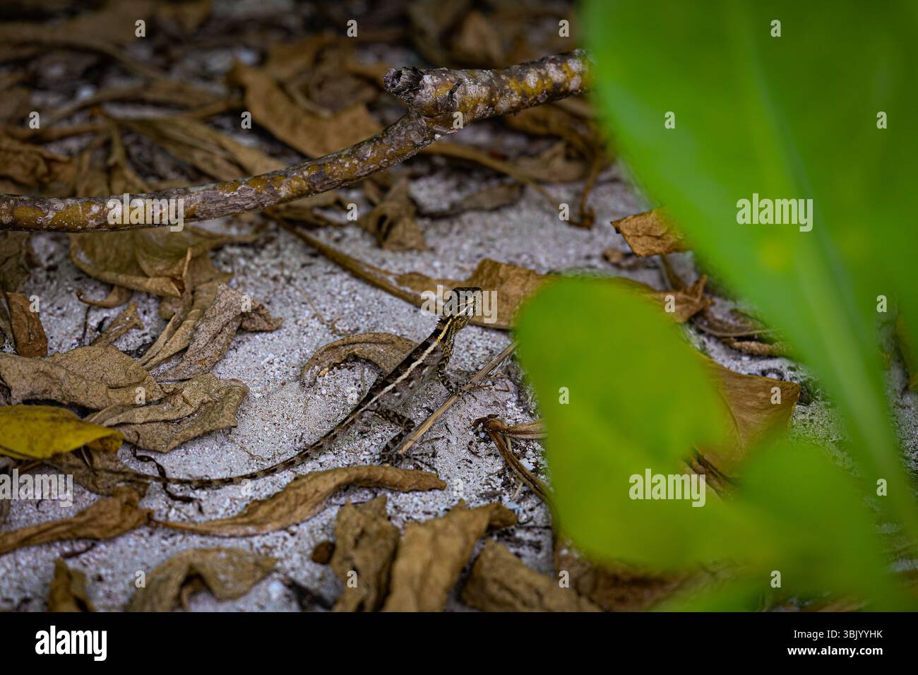 Lizard on the branch. Camouflage Stock Photo