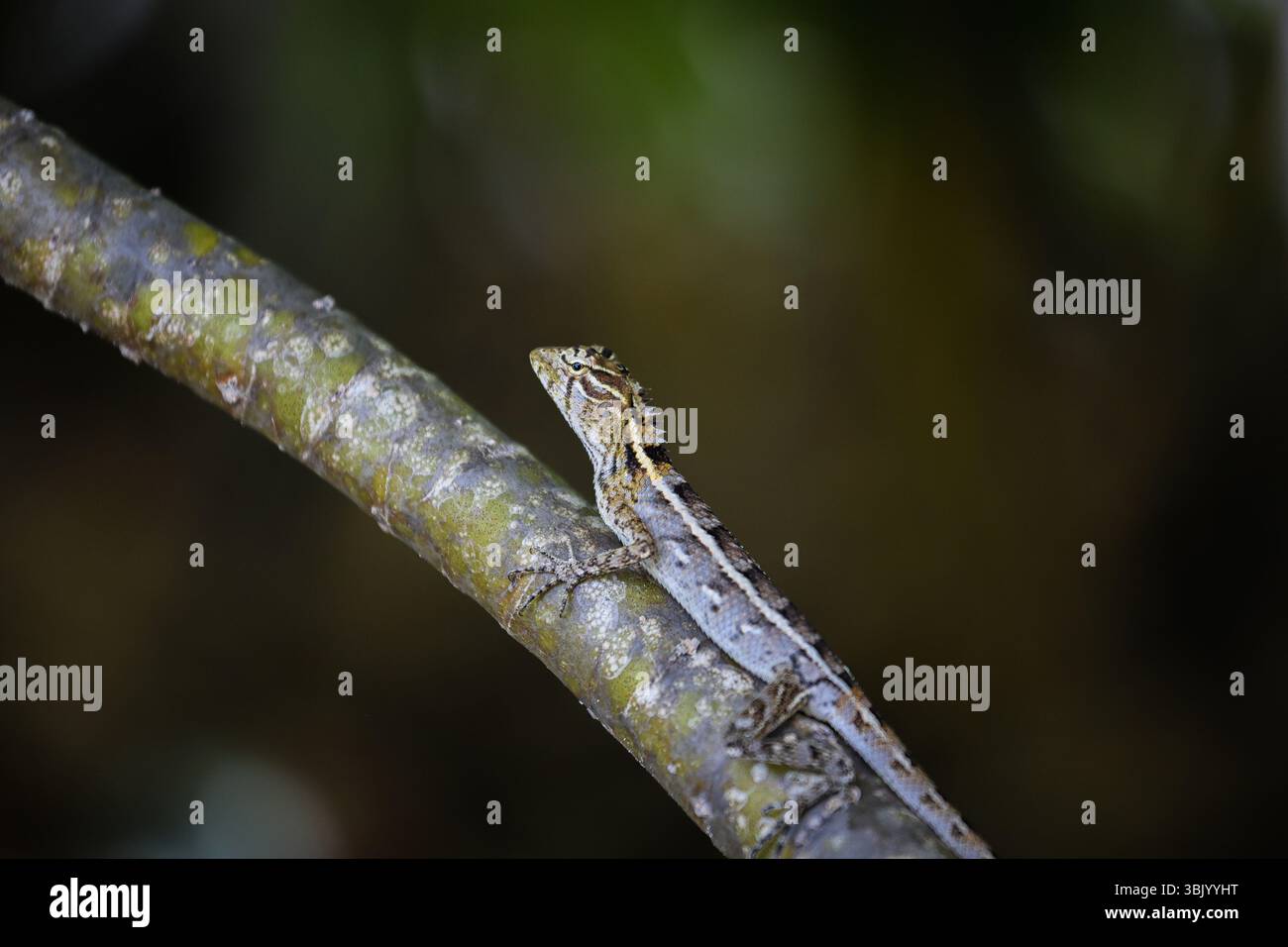 Lizard on the branch. Camouflage Stock Photo