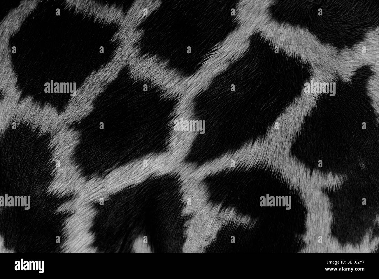 Real life Giraffe pattern black and white Stock Photo