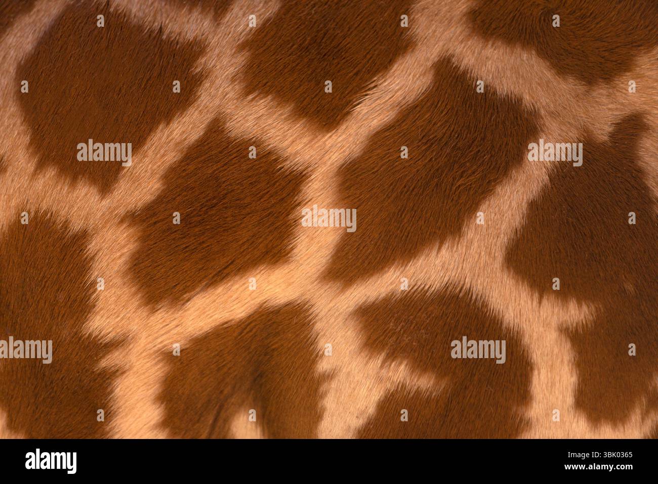 Real life Giraffe pattern with real wool Stock Photo