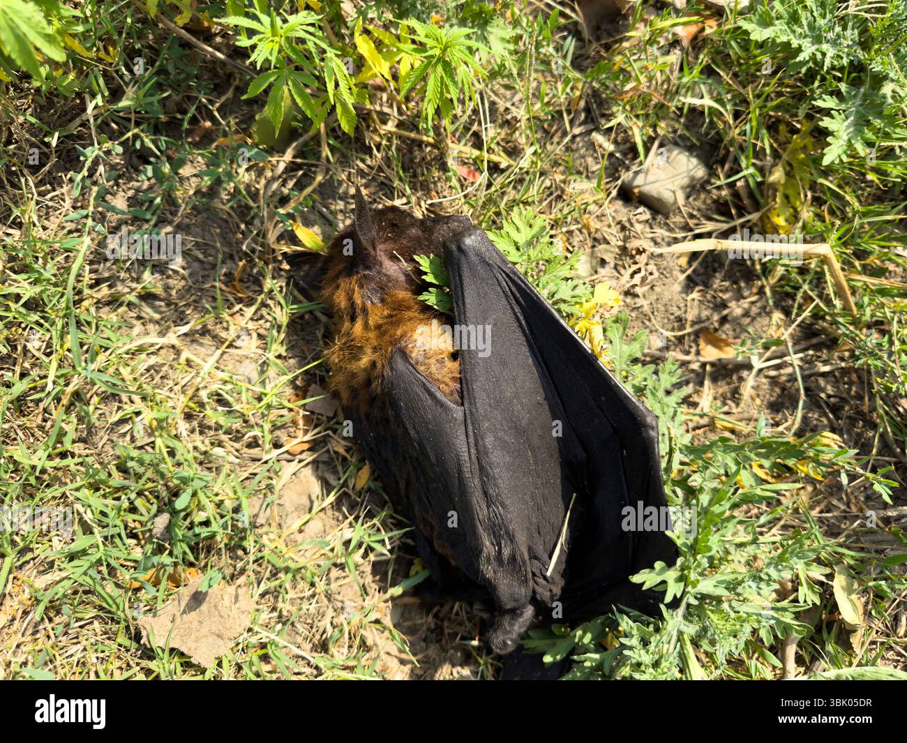 Bat death hi-res stock photography and images - Alamy