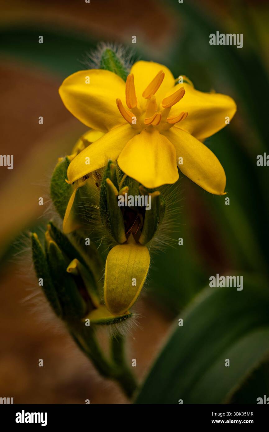 natural close up flowering plant portrait of the darling Hypoxis Hemerocallidea. attention-getting, beautiful, blooming, blushing, bold, traditional Stock Photo