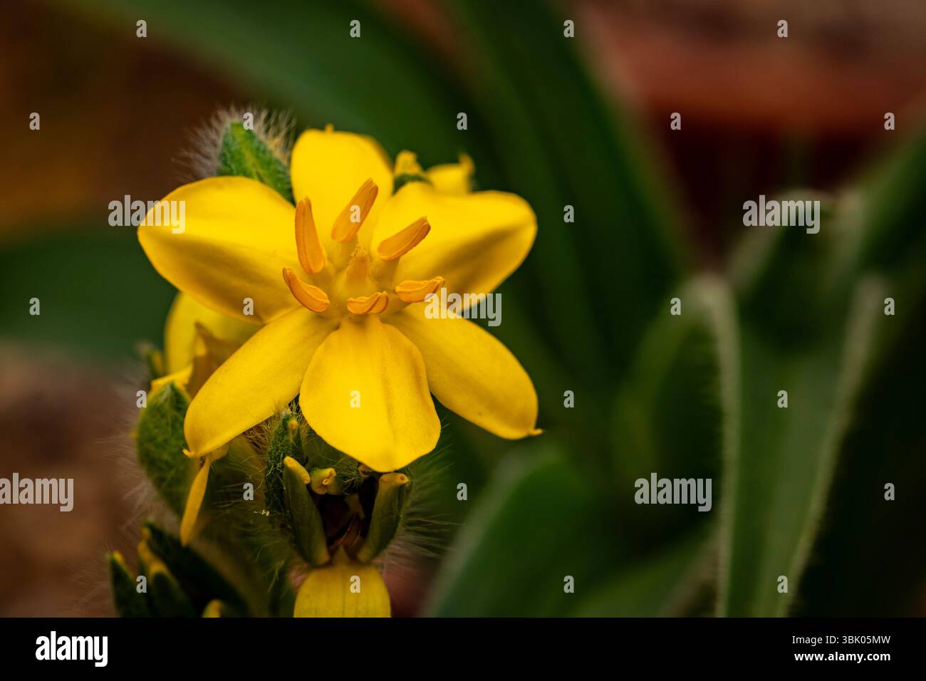 natural close up flowering plant portrait of the darling Hypoxis Hemerocallidea. attention-getting, beautiful, blooming, blushing, bold, traditional Stock Photo