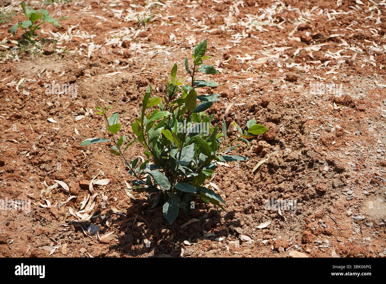 Young bay laurel plant freshly rooted in sunlit garden soil. Widely used in Greek and Mediterranean cuisine to flavor stews, soups and legumes Stock Photo