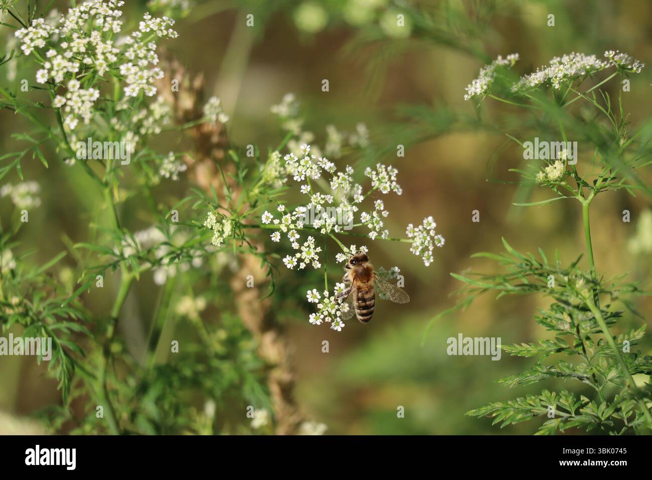 Honeybee foraging for Nectar on Fools parsley Stock Photo