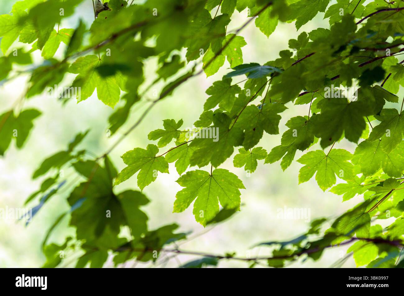 Closeup photo of some fresh green leaves hi-res stock photography and ...