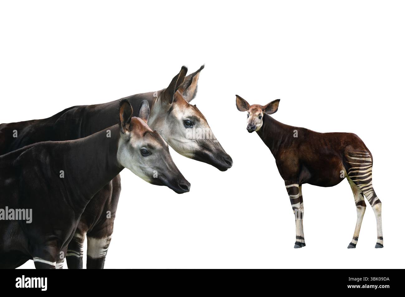 portrait okapi isolated on white background Stock Photo