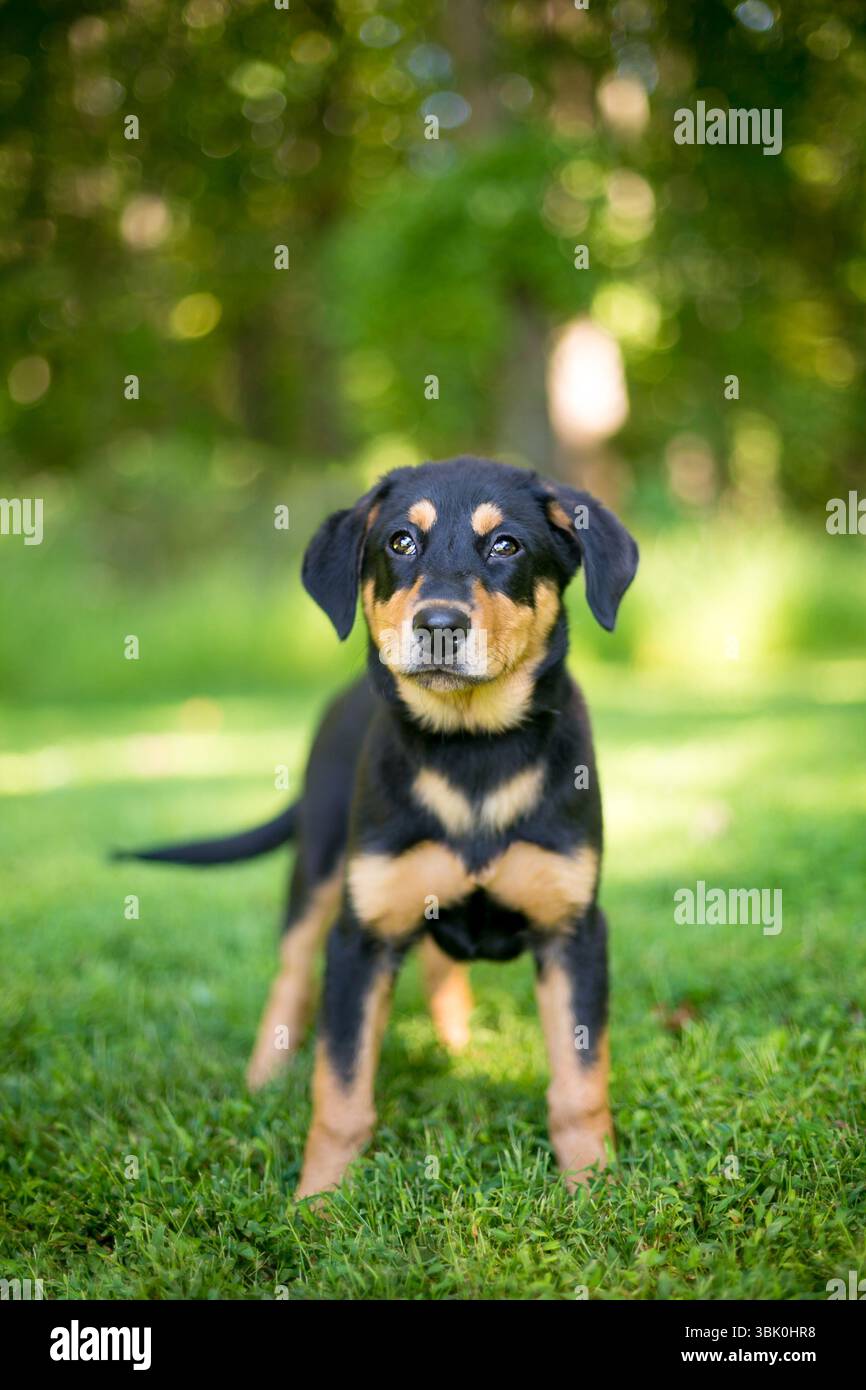 A cute black and tan German Shepherd x Hound mixed breed puppy standing outdoors Stock Photo