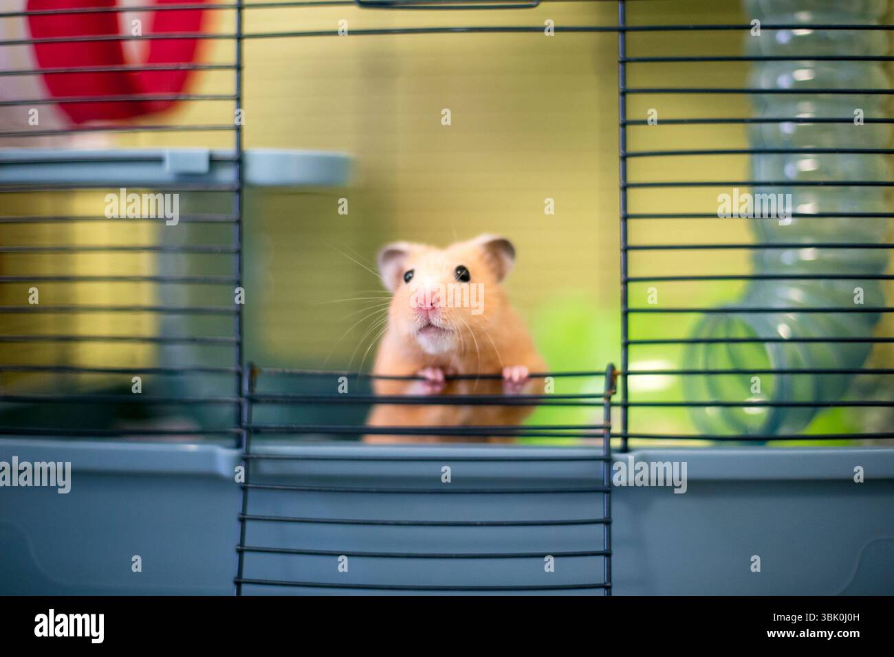 A Syrian hamster peeking out through the open door of its cage Stock Photo