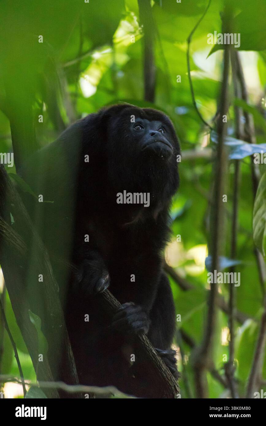 Syte Monkey Howling monkey at Palenque Archaeological Site, Chiapas, Mexico Stock ...