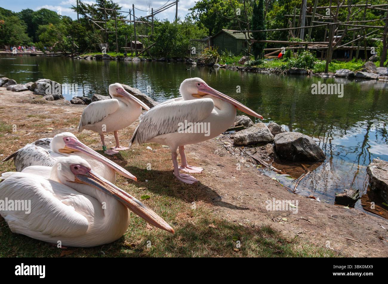 A group of pelicans are resting on the grass by a body of water. The ...