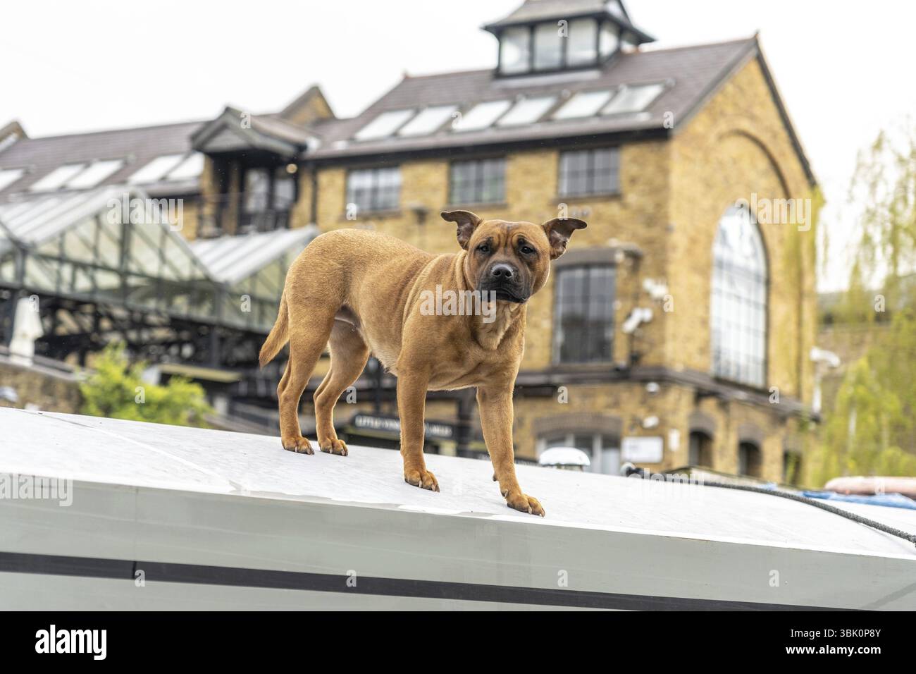 Brown dog standing on narrowboat roof, enjoying a sunny day on regent's canal in city of london, uk Stock Photo
