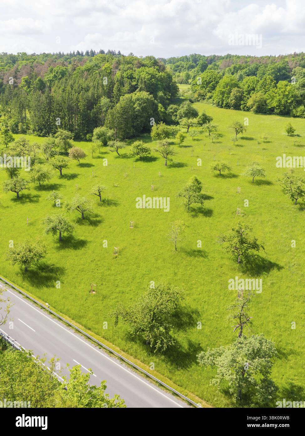 Sunny meadow with flowering trees and forest in the background ...