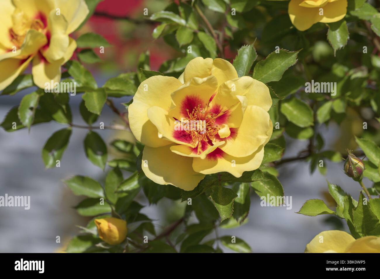 Shrub rose (Rosa EYECONIC LEMONADE), (Allium aflatunense), Schulstrasse/Graefenhainer, Germany, Europe Stock Photo