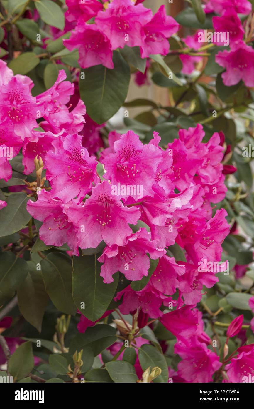Rhododendron williamsianum August Lamken Stock Photo - Alamy
