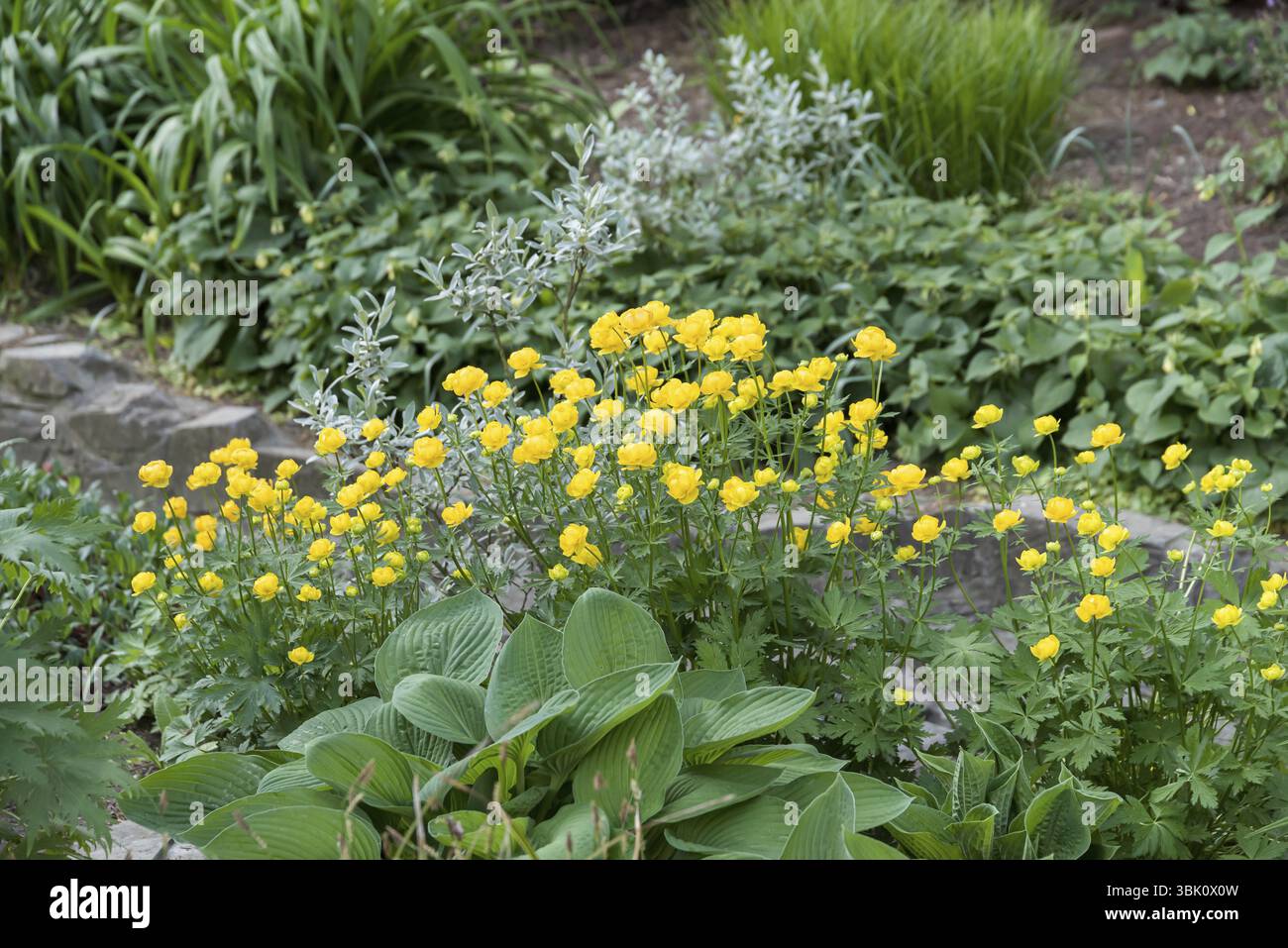 Troll flower (Trollius 'Lemon Queen'), Pruhonice Castle & Park, Czech Republic, Europe Stock Photo