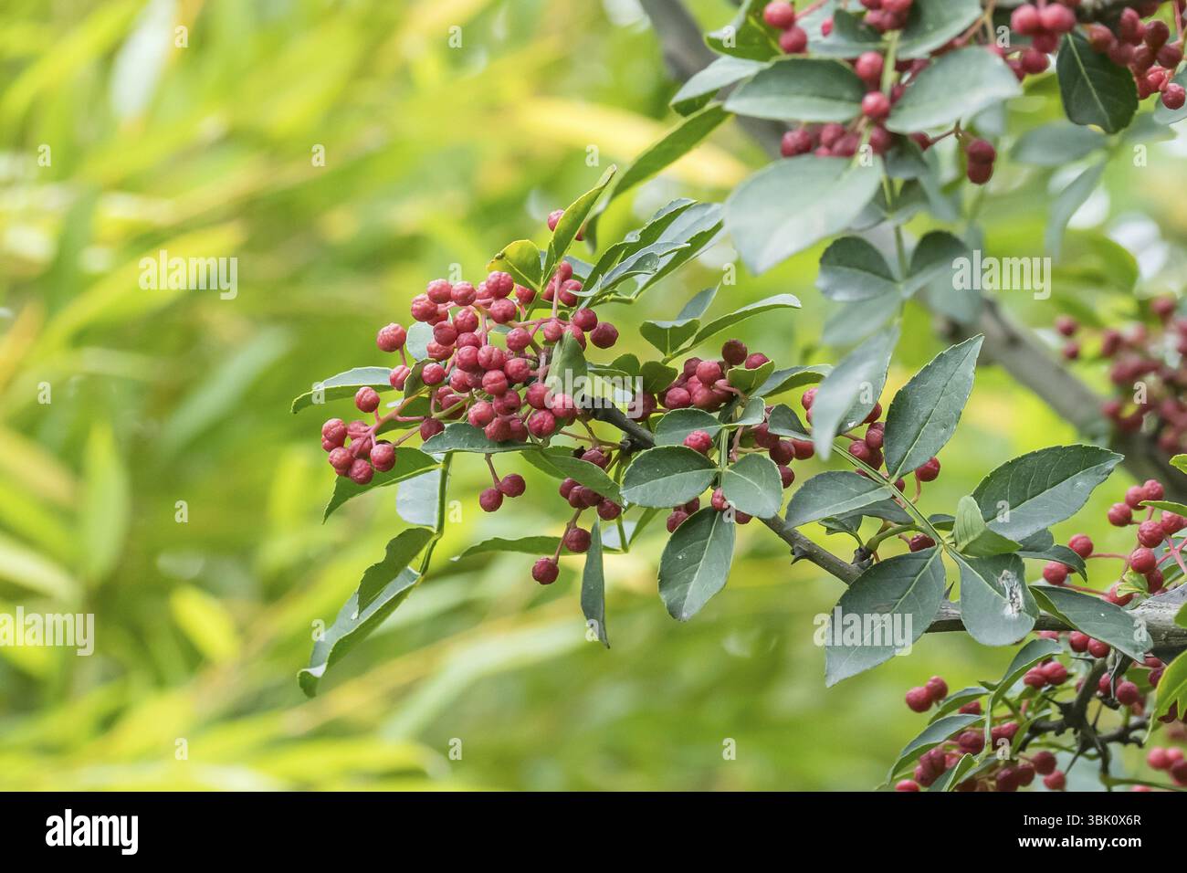 Deceptive prickly ash (Zanthoxylum simulans), Federal Horticultural Show 2019, Germany, Europe Stock Photo