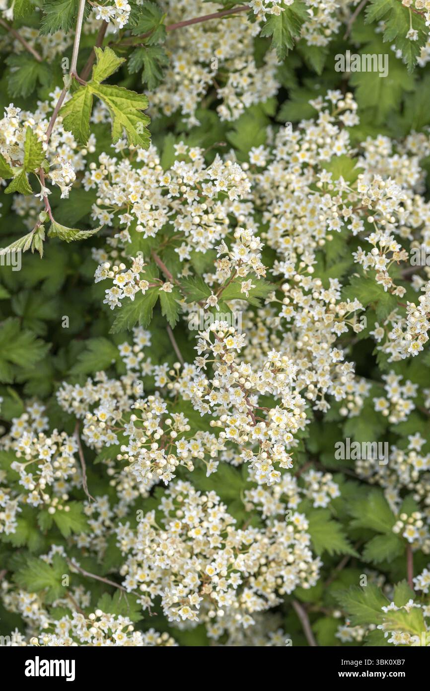 Kleine Kranzspiere (Stephanandra incisa 'Crispa'), Bangsbo Botanical Garden, Daenemark Stock Photo