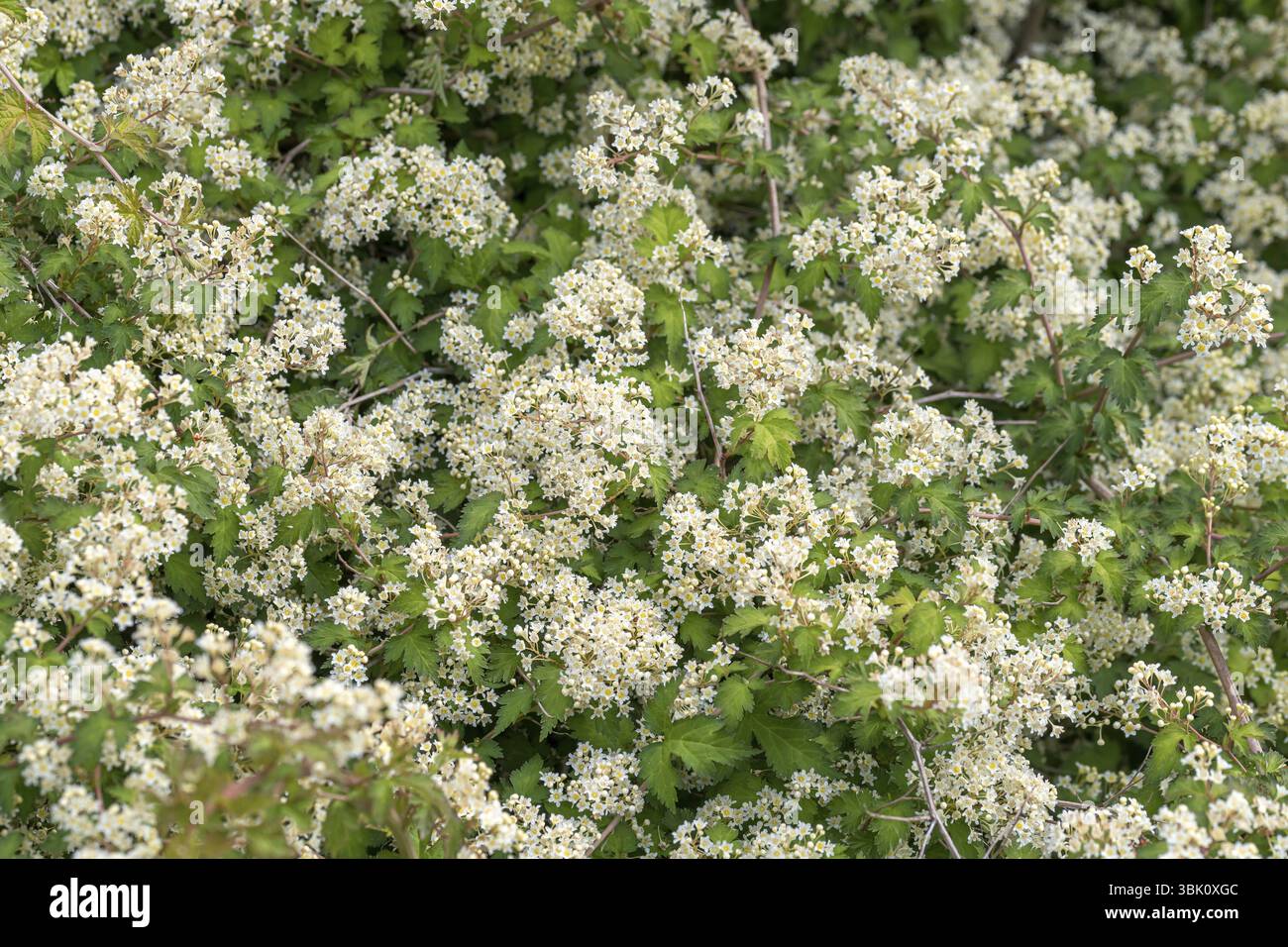Kleine Kranzspiere (Stephanandra incisa 'Crispa'), Bangsbo Botanical Garden, Daenemark Stock Photo