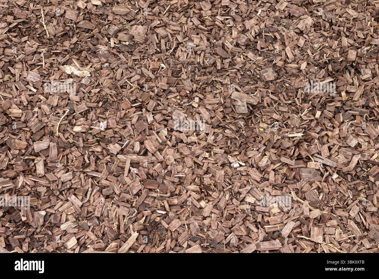 Wood chips, close-up, background texture Stock Photo