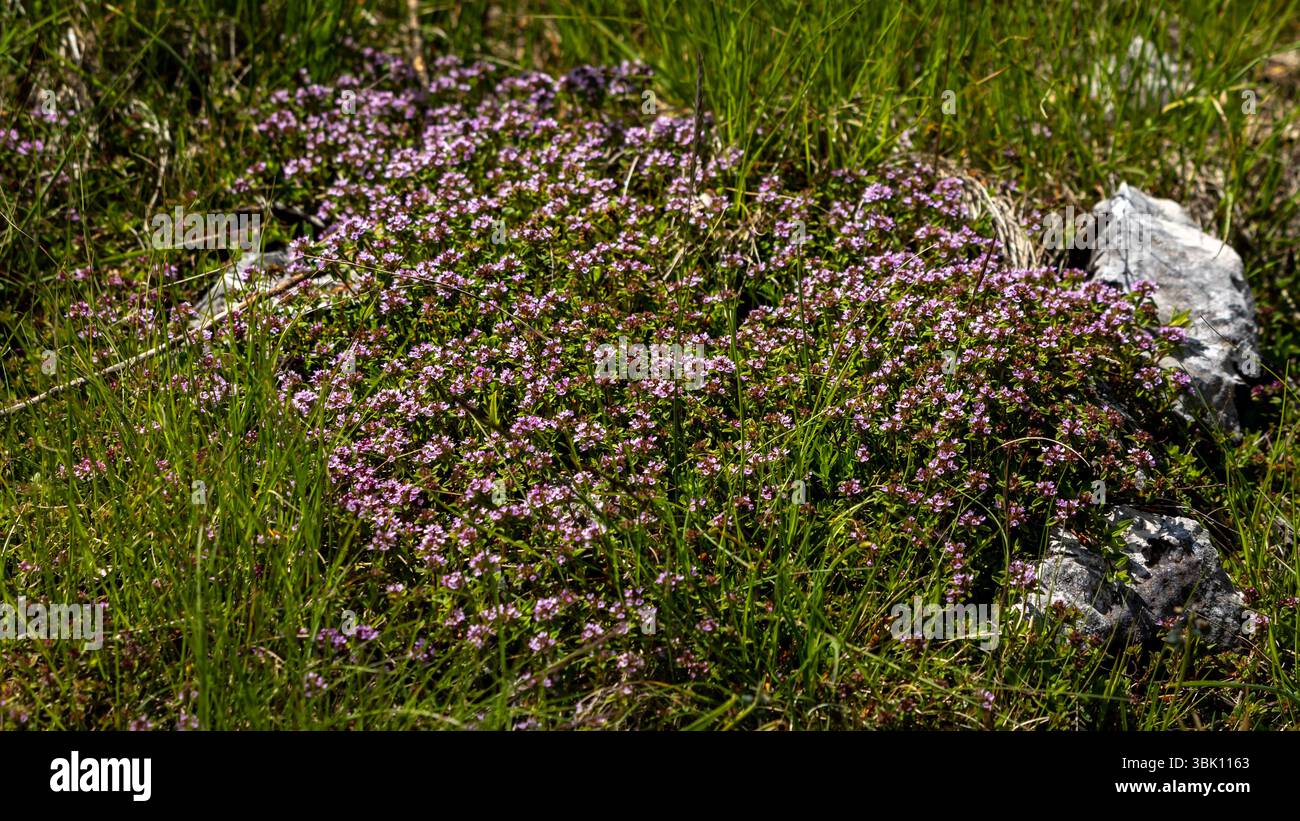 Flowering Wild Mountain Thyme Stock Photo Alamy