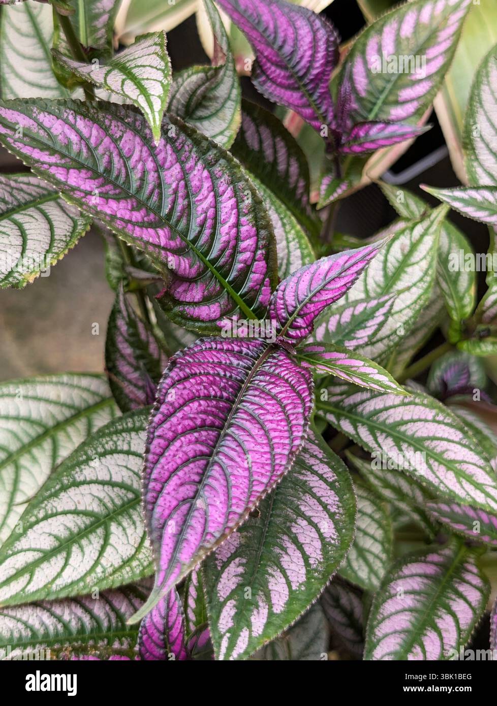 Jungle boogie philodendron hi-res stock photography and images - Alamy