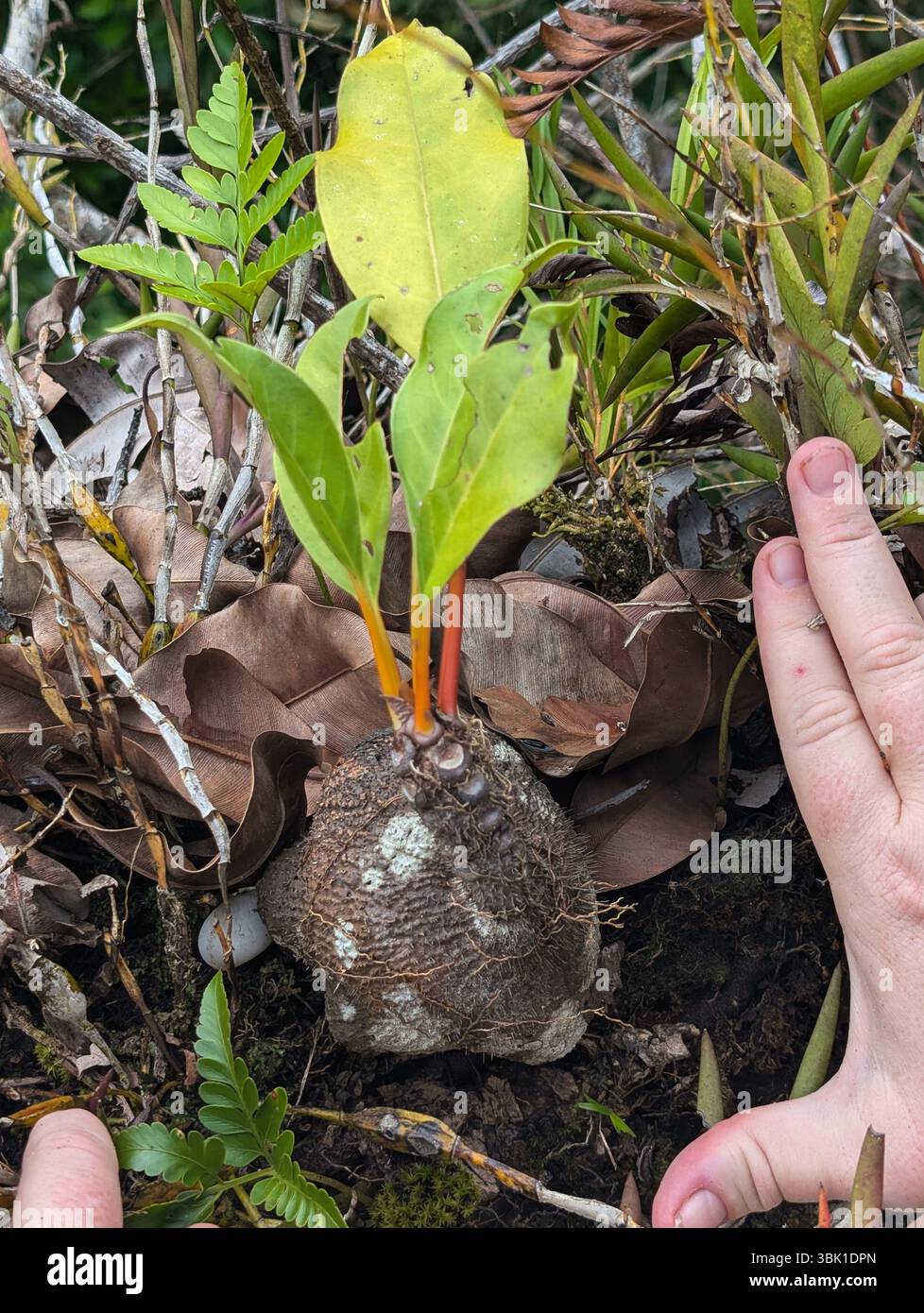 Ant plant (Myrmecodia sp.) amongst other epiphytes on tree branch, Tetepare Island, Western Province, Solomon Islands - Smartphone Captured Stock Image