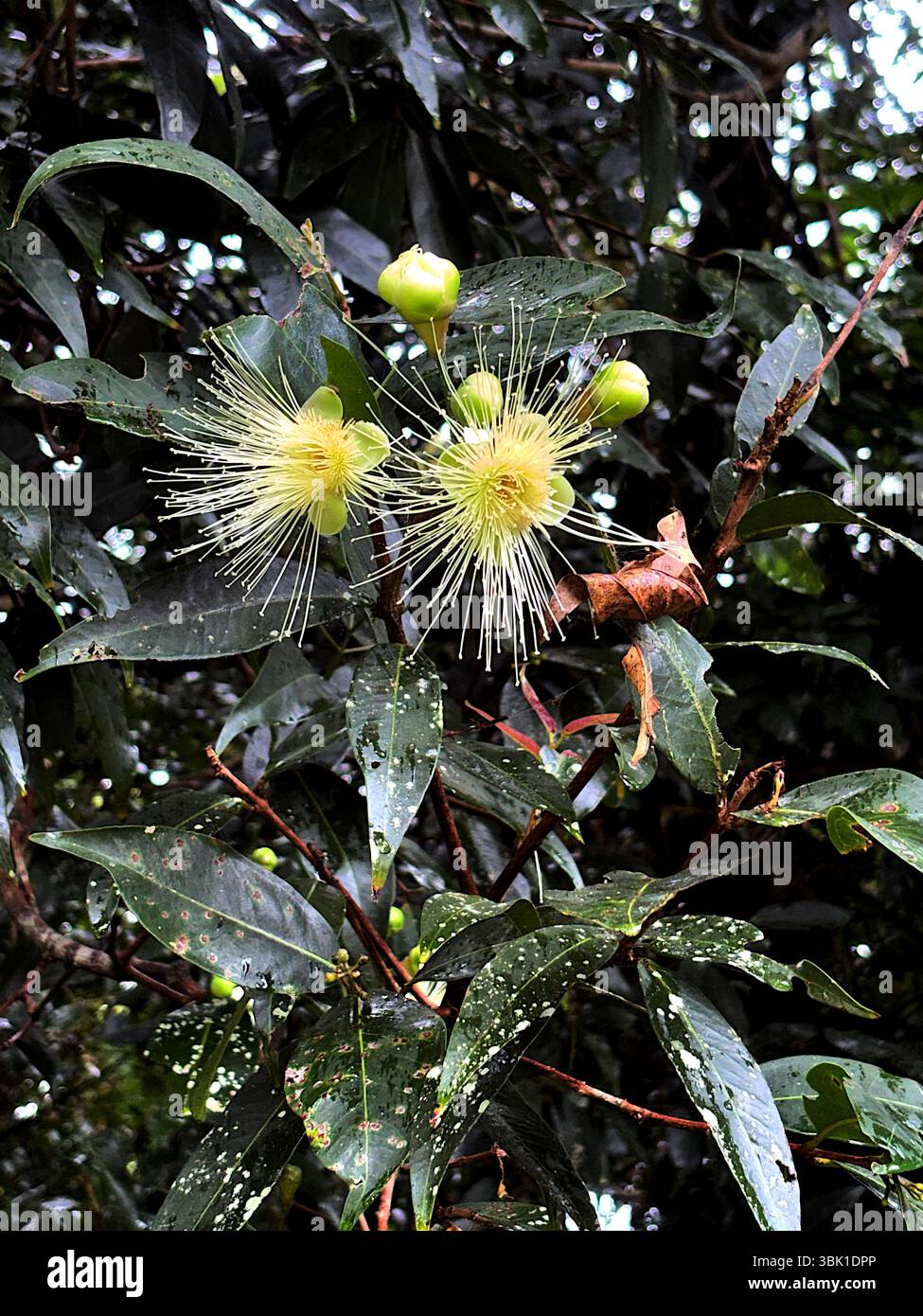 Flowers of Rose Apple (Syzygium jambos) tree, Cairns, Queensland, Australia - Smartphone Captured Stock Image