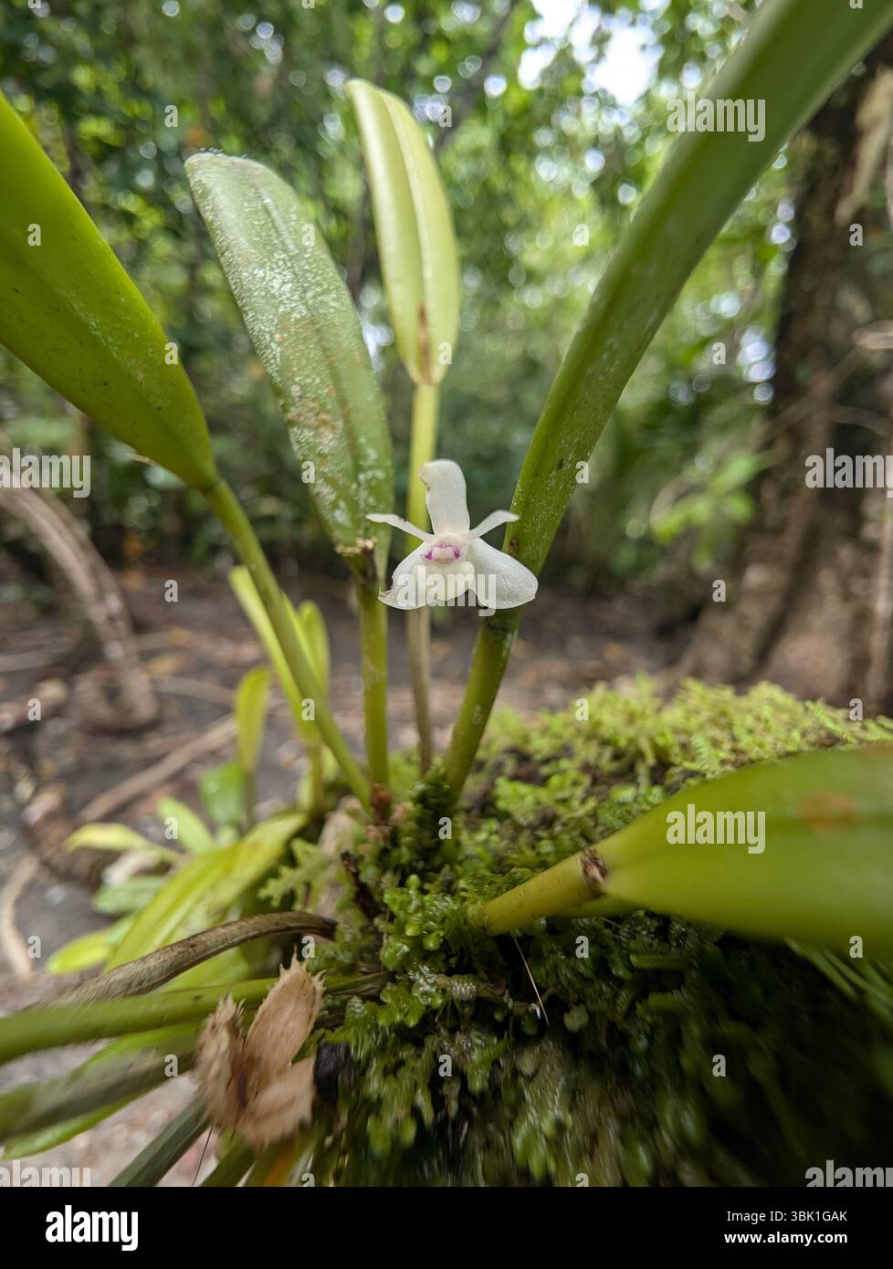 Incredibly tiny orchid, Tetepare Island, Western Province, Solomon Islands - Smartphone Captured Stock Image