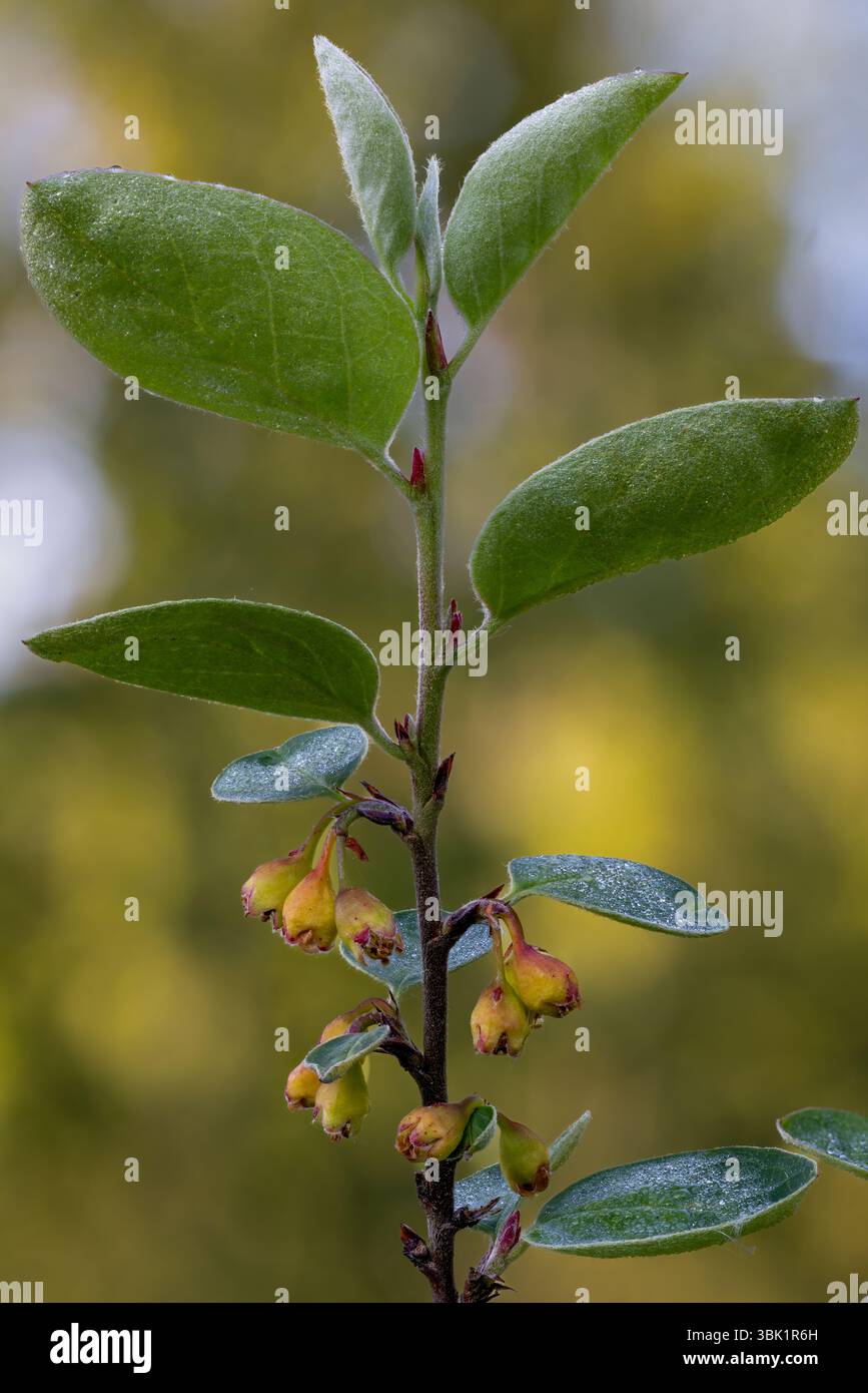 Scandinavian cotoneaster flowering Stock Photo
