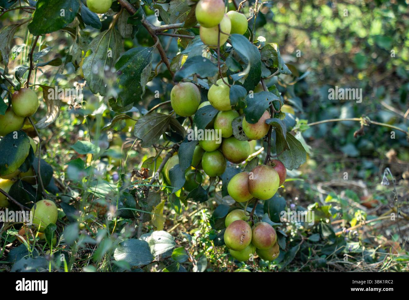 Ripe plum.Jujube or Apple Bertree laden with numerous fruits. Many ...