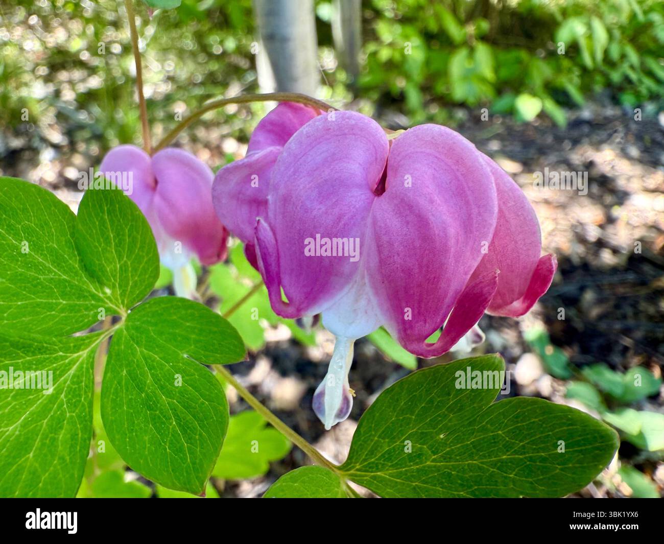 Close up of pink heart flowers. - Smartphone Captured Stock Image