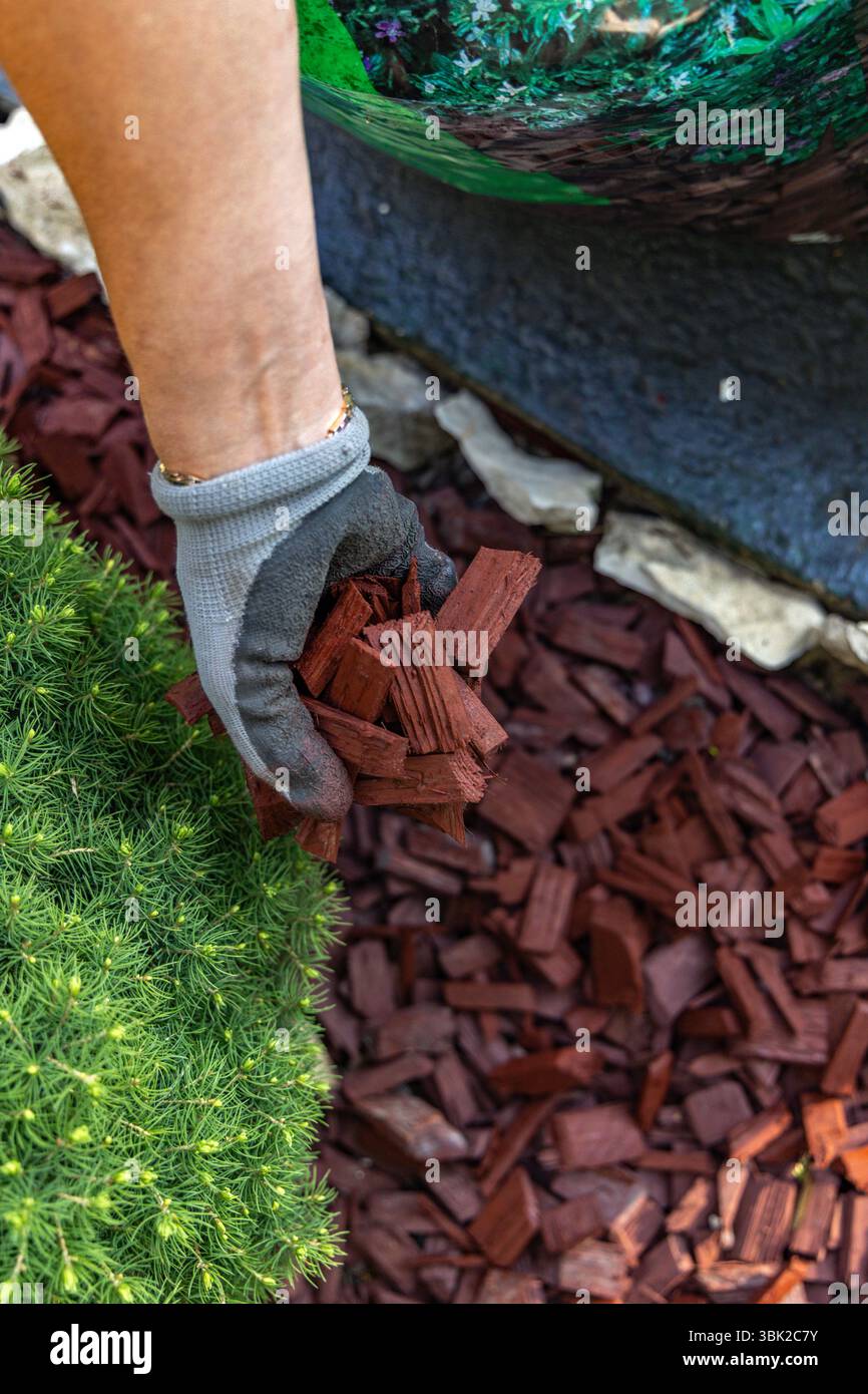 Scattering red tree bark around garden shrubs, acidifying the soil around garden plants, designing the garden space Stock Photo