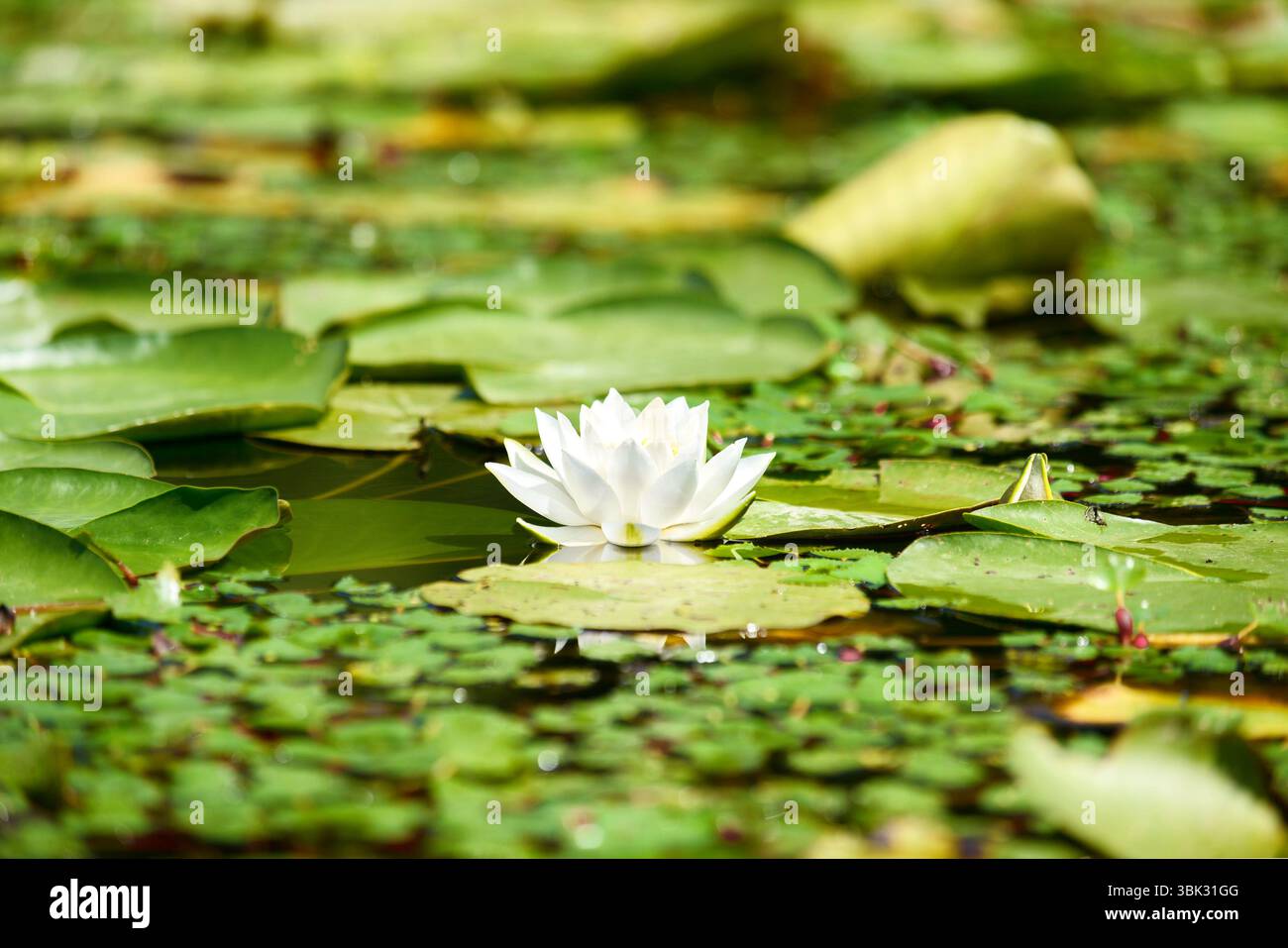 Water lily in the lake close up photo Stock Photo - Alamy